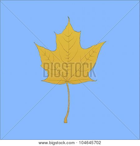 Detailed Hand Drawn Maple Leaf
