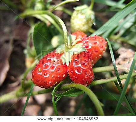 Strawberry with anomalies.