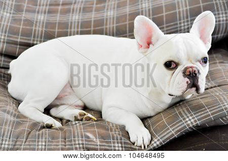 Sleepy French Bull Dog In The Sofa