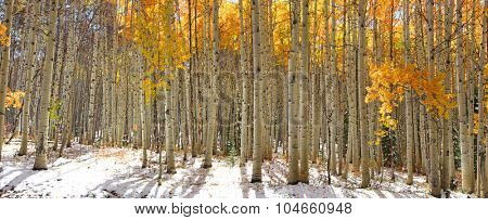 Colorful Aspen trees in snow at Kebler pass Colorado