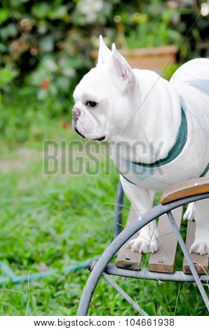 French Bulldog