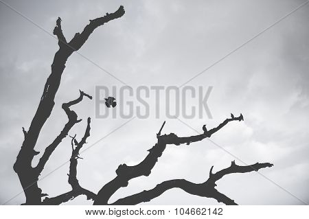 Dead tree