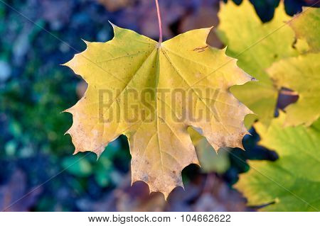 Close autumn maple leaf