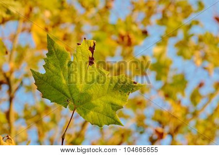 Close autumn maple leaf