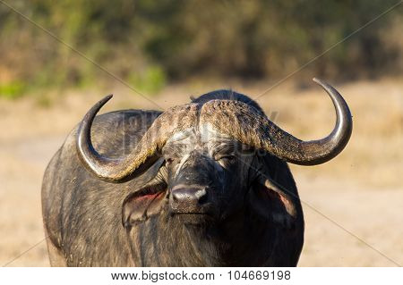Cape Buffalo Standing In The Open Search For Possible Danger