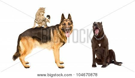 Two dogs and a funny cat