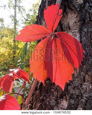 The Leaves Of Parthenocissus On The Birch Trunk