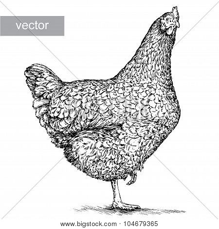 chicken