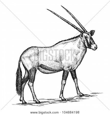 antelope