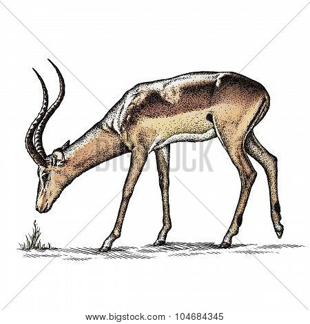 antelope