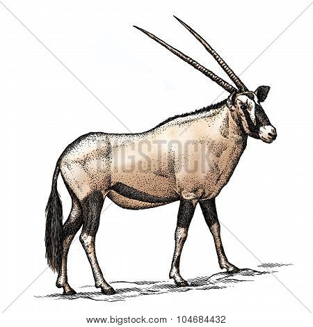 antelope
