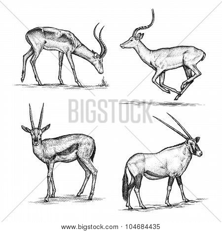 antelope