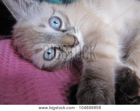 Ragdoll kitten