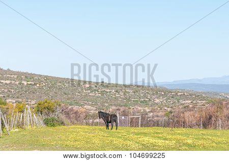 Horse In A Field Of Yellow Flowers