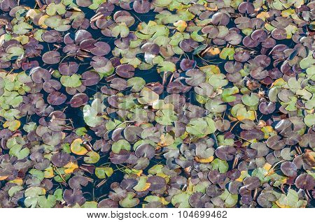 Multi-colored Water Lily Leaves