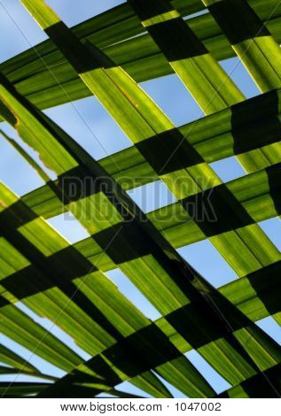 Criss Cross Fron