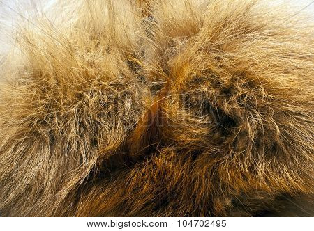 Fox Fur Texture.