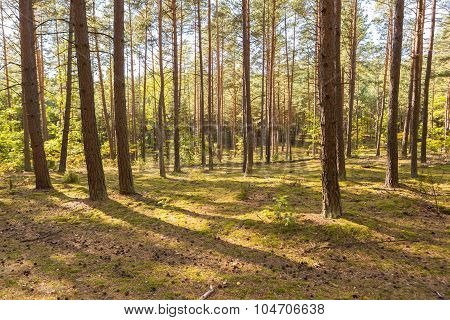 Autumnal Forest Landsape