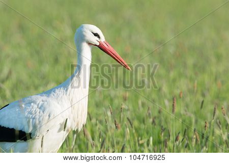 Portrait single stork standing in grass in the Dutch Eempolder
