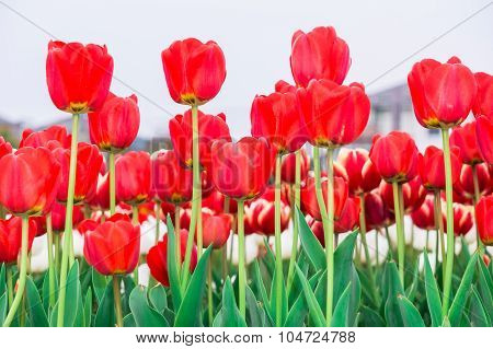 Tulip. Beautiful Bouquet Of Tulips. Colorful Tulips. Tulips In Spring,colourful Tulip