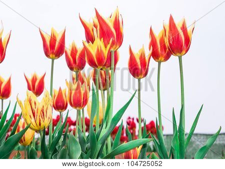 Tulip. Beautiful Bouquet Of Tulips. Colorful Tulips. Tulips In Spring,colourful Tulip