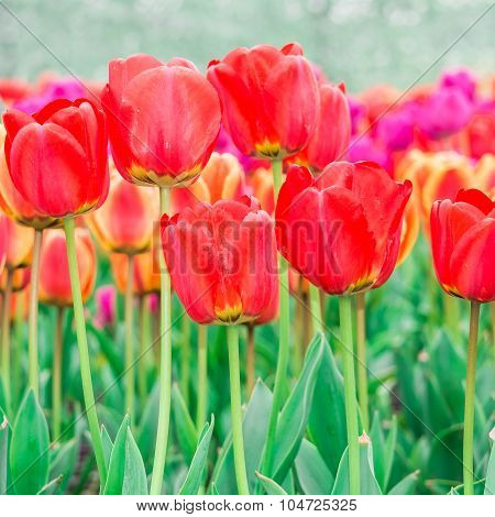 Tulip. Beautiful Bouquet Of Tulips. Colorful Tulips. Tulips In Spring,colourful Tulip
