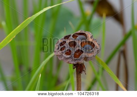 Withered Old And Dry Lotus Seeds In The Pond.