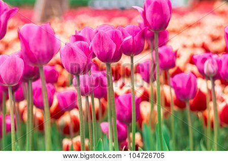 Tulip. Beautiful Bouquet Of Tulips. Colorful Tulips. Tulips In Spring,colourful Tulip