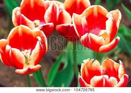 Tulip. Beautiful Bouquet Of Tulips. Colorful Tulips. Tulips In Spring,colourful Tulip