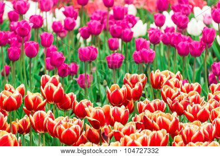 Tulip. Beautiful Bouquet Of Tulips. Colorful Tulips. Tulips In Spring,colourful Tulip