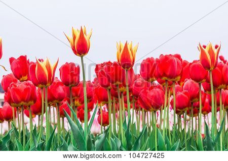 Tulip. Beautiful Bouquet Of Tulips. Colorful Tulips. Tulips In Spring,colourful Tulip