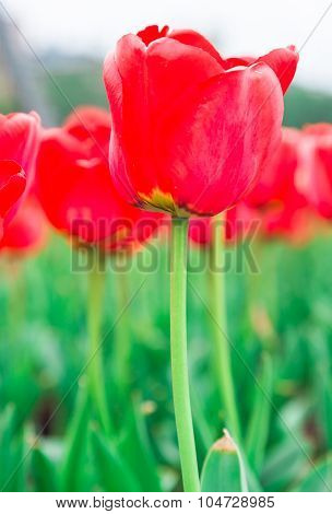 Tulip. Beautiful Bouquet Of Tulips. Colorful Tulips. Tulips In Spring,colourful Tulip