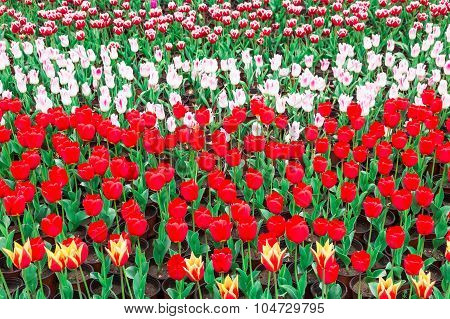 Tulip. Beautiful Bouquet Of Tulips. Colorful Tulips. Tulips In Spring,colourful Tulip