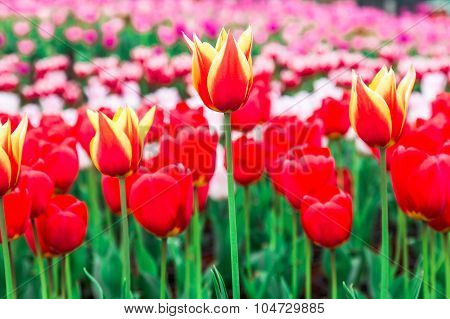 Tulip. Beautiful Bouquet Of Tulips. Colorful Tulips. Tulips In Spring,colourful Tulip