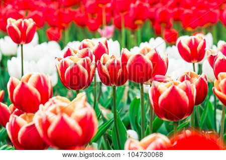 Tulip. Beautiful Bouquet Of Tulips. Colorful Tulips. Tulips In Spring,colourful Tulip