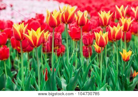 Tulip. Beautiful Bouquet Of Tulips. Colorful Tulips. Tulips In Spring,colourful Tulip