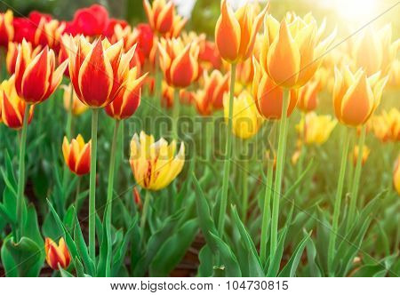Tulip. Beautiful Bouquet Of Tulips. Colorful Tulips. Tulips In Spring,colourful Tulip