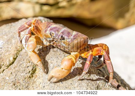 Hairy Leg Mountain Crab, Tachai Island, Thailand