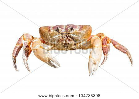 Crab On White Background, Tachai Island, Thailand
