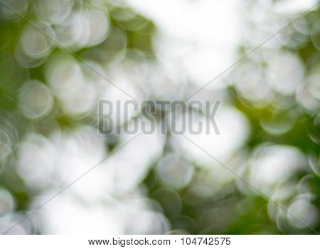 Green Bokeh Abstract Background From Nature
