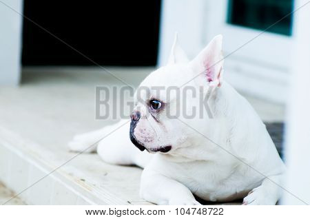 French Bulldog's Waitting For The Man