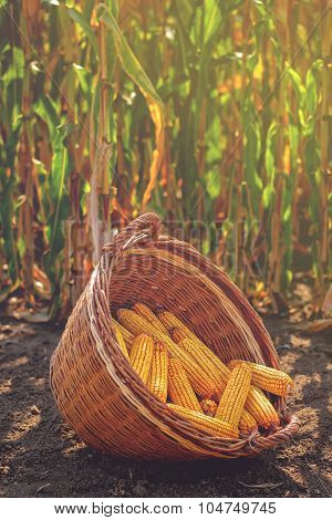 Harvested Corn In Wicker Basket