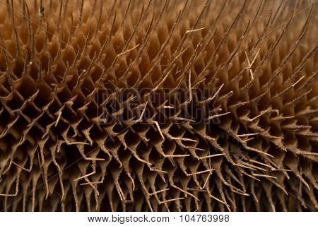 Dried Up Thistle Close Up