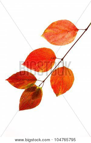 Branch of autumn leaves  isolated on white background .