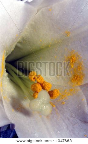 Easter Lily Closeup
