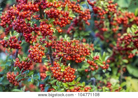 Detail Of Firethorn
