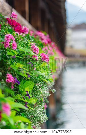 Flowers On The Chapel Bridge In Lucerne