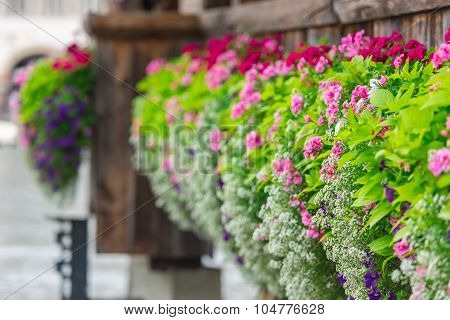 Flowers On The Chapel Bridge In Lucerne