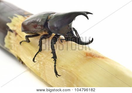 Beetle Wing Enjoy Eating Sugar Cane (xylotrupes Gideon)