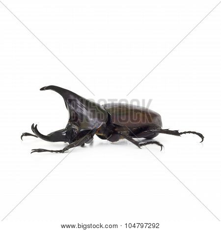 Beetle Wing Is Also Known As Hard Or That Xylotrupes Gideon